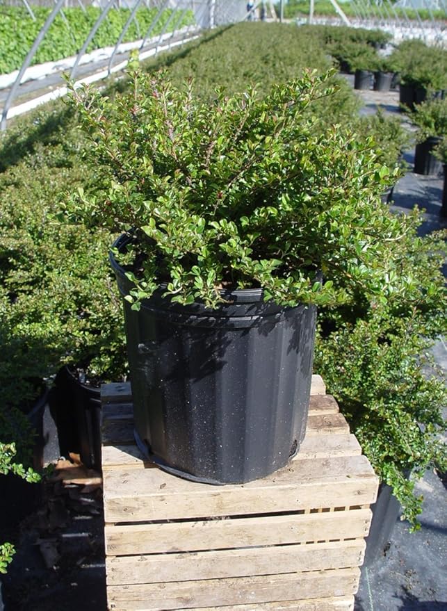 Cotoneaster adpressus 'Little Gem' (Little Gem Cotoneaster) Shrub, #2 - Size Container