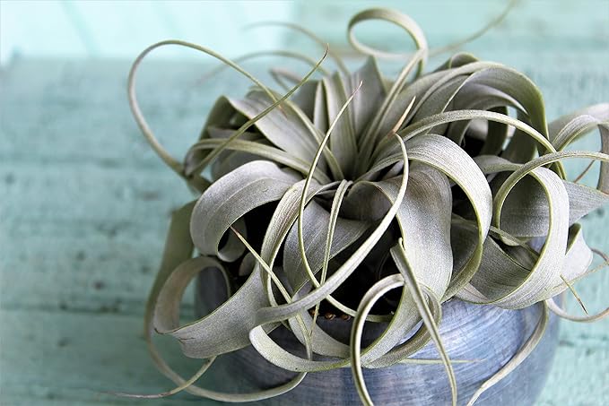 Tillandsia Xerographica Air Plant Set (3 Pack), Tillandsia Air Plants Live Large Indoor Plants Live Houseplants, Exotic Plants for Succulent Terrarium, Succulents Plants Live Plants by Plants for Pets