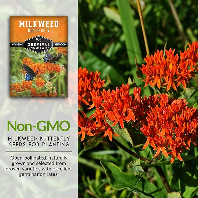 Butterfly Milkweed Seeds for Planting - 2 Packs with Instructions to Grow Asclepias Tuberosa - Attract Butterflies & Help Conservation - Non-GMO Heirloom Open-Pollinated - Survival Garden Seeds