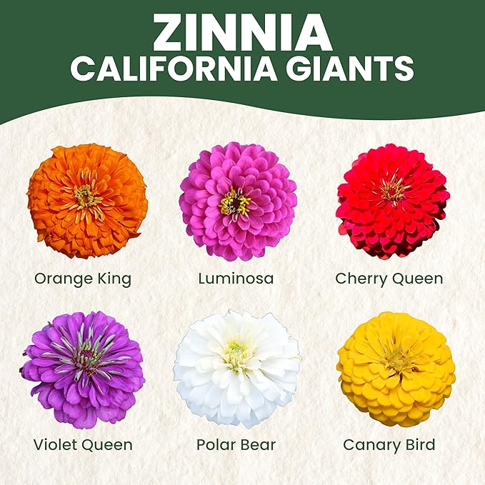 Zinnia California Giants - Large 2,500mg Envelope - 250 Flower Seeds for Planting - Zinnia elegans