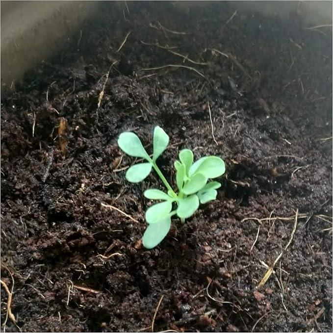 Seed Needs Rue Seeds for Planting - Non-GMO, Heirloom & Untreated Perennial Herbs - Organically Grow a Home Grown Medicinal Herb Garden Indoors or Outdoors (5 Packs)