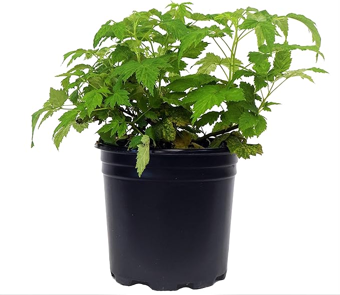 Green Promise Farms Edible-Rubus, 2-Size Container, Raspberry-Anne