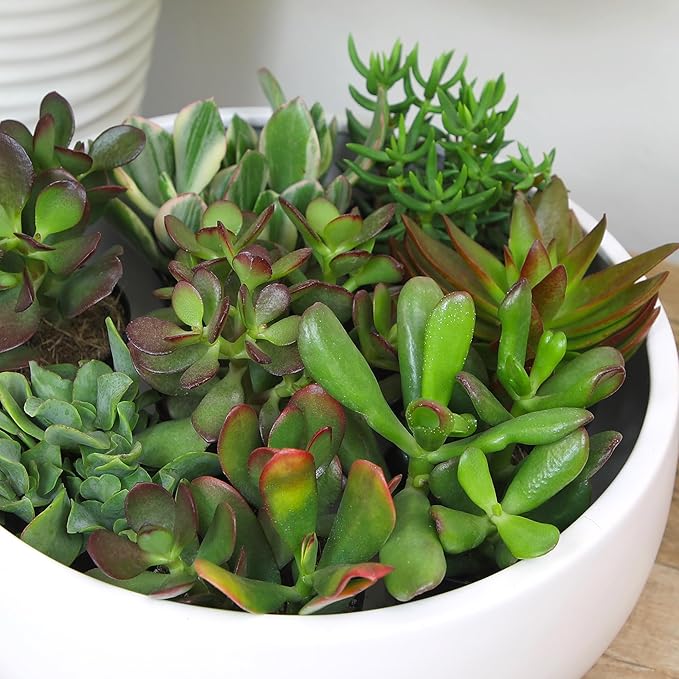 Altman Plants Live Jade Plant Collection (8PK), Classic Jade Plants in 2.5" Pots, Mini Succulents, Sunset Jade, Live Succulents, Crassula Ovata, Variegated Live Plants & House Plants in Succulent Soil