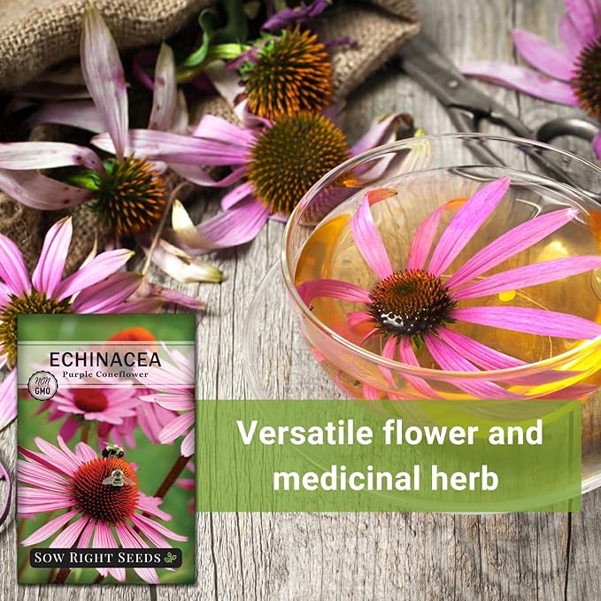 Sow Right Seeds - Purple Coneflower/Echinacea Flower Seeds for Planting - Non-GMO Heirloom - Plant for an Herbal Tea Garden - Attract Pollinators - Great Cut and Come Back Flower (4)