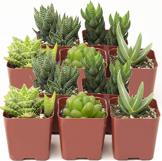 Shop Succulents | Haworthia Collection | Assortment of Hand Selected, Fully Rooted Alluring Miniature Aloe Live Indoor Succulent Plants, 10-Pack, Mix
