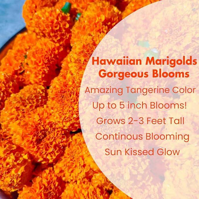 NatureZ Edge, Marigold Seeds, Marigold Seeds for Planting Outdoors, 1 Ounce 10,000 Seeds, Hawaiian and Cracker Jack Marigold Seeds, Marigolds Seeds, African Marigold Seeds, Giant Marigolds Seeds Bulk