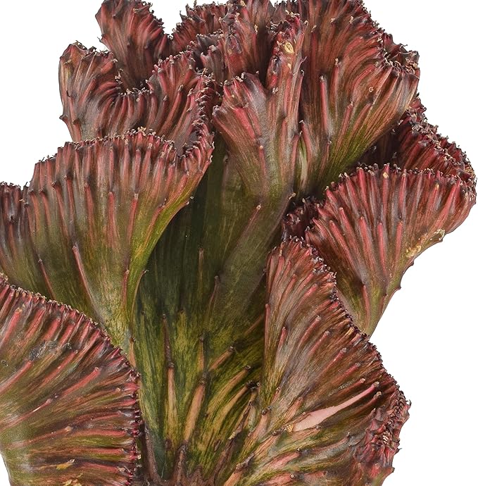 Arcadia Garden Products Live Mermaid Tail Cactus Indoor Houseplant in Plastic Pot, Euphorbia lactea Cristata Crested Coral Succulent Plant Gift for Home and Garden Decor, 4-inch, Red