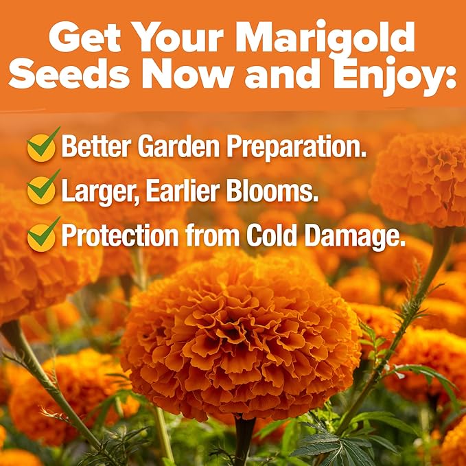 HOME GROWN Crackerjack Marigold Seeds (2.05oz) 15,000 Flower Seeds Planting Outdoor, Easy to Grow, USA Sourced Wildflowers, Great for Companion Planting