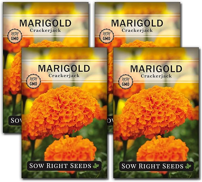 Sow Right Seeds Crackerjack African Marigold Seeds for Planting - Non-GMO Heirloom Seed Packet with Instructions - Companion Plant - Orange & Yellow Blooms Attract Pollinators, Deter Mosquitoes (4)