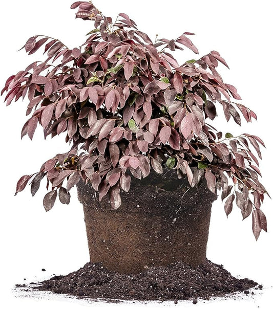 Zhuzhou LOROPETALUM - Size: 3 Gallon, Live Plant, Includes Special Blend Fertilizer & Planting Guide