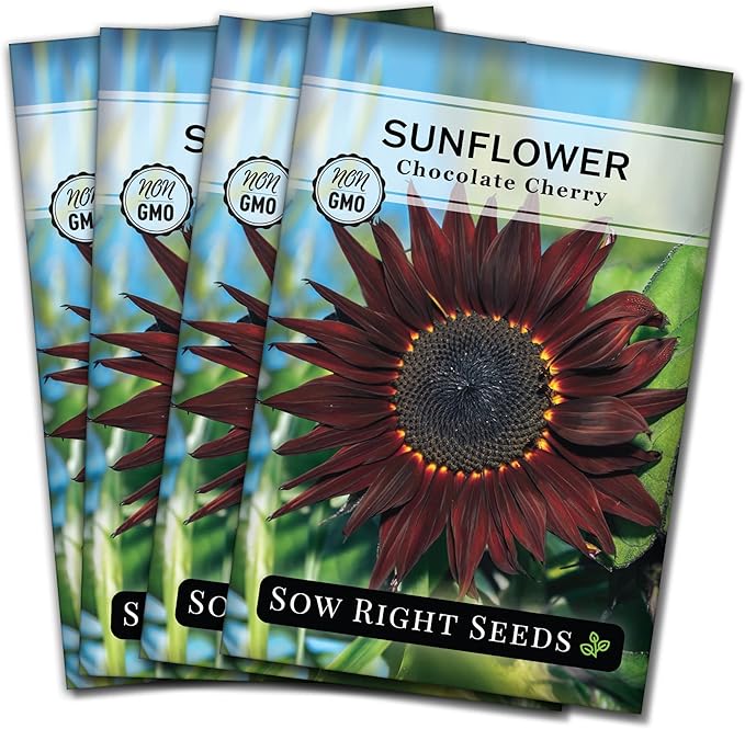 Sow Right Seeds - Chocolate Cherry Sunflower Seeds for Planting - Non-GMO Heirloom Packet with Instructions for Growing - Beautiful Giant Flower - Rare Burgundy and Dark Brown Petals (4)