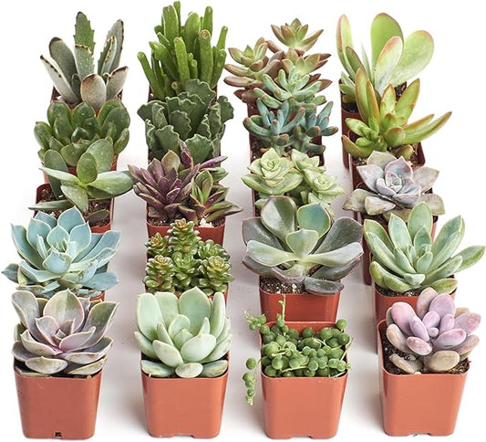 Shop Succulents Unique Succulent Plant Pack Bulk Collection - Live Mini Succulent Plants, Low Maintenance, Exceptional Colors & Textures - Wedding and Party Favors, Gift & Garden, Pack of 20