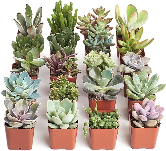 Shop Succulents Unique Succulent Plant Pack Collection - Live Mini Succulent Plants, Low Maintenance, Exceptional Colors & Textures - Wedding and Party Favors, Gift & Garden, Pack of 20