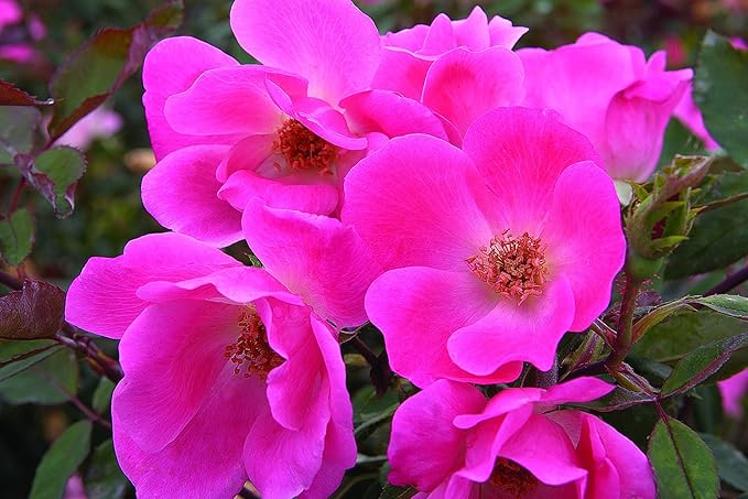 Knock Out Roses - Rosa Knock Out Pink (Rose) Rose, pink flowers, #2 - Size Container