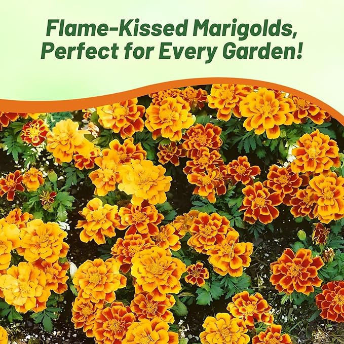 Outsidepride Durango Flame French Marigold Seeds - 250 Pcs Annual, Compact, Heat & Drought Tolerant Flower Seeds for Planting w/Anemone Type Bi-Colored Blooms, Ideal for Vibrant Pollinator Gardens