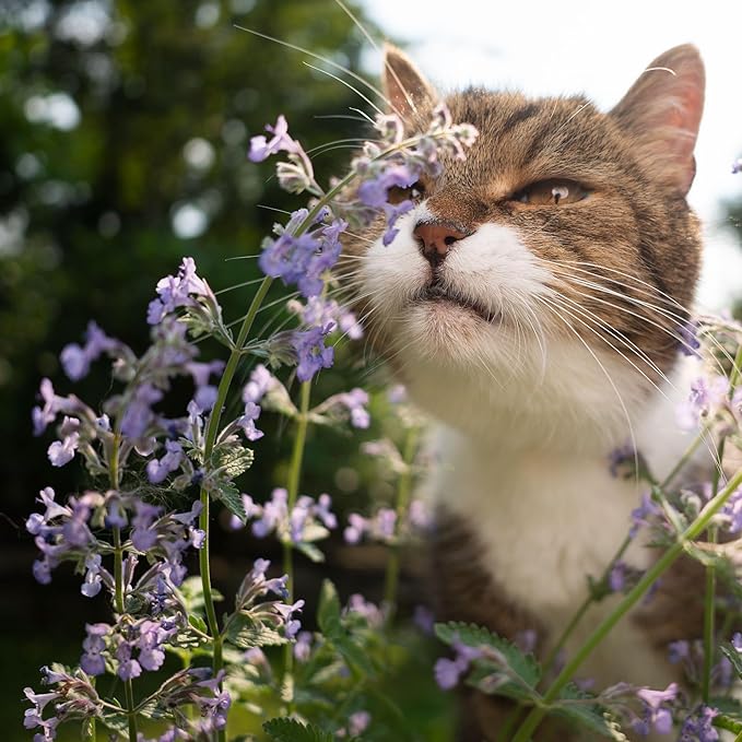 Seed Needs, Catmint Seeds for Cats - 600 Heirloom Seeds for Planting Nepeta mussinii - Perennial Flowering Medicinal Herb Non-GMO & Untreated (5 Packs)