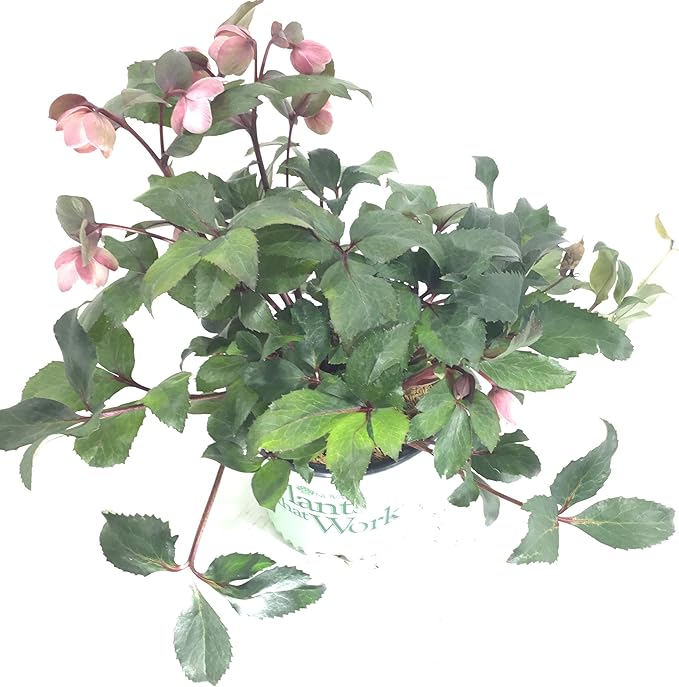 Lenten Rose 'Pink Frost' -Helleborus 'Pink Frost' - 19cm