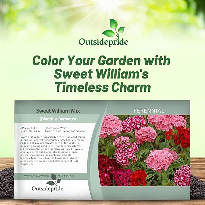 Outsidepride Sweet William Dianthus Seeds - 5000 Pcs. Perennial, Winter Hardy Wildflower Seeds w/Fragrant & Vibrant Blooms, Ideal for Pollinator Gardens, Cut Flowers & Colorful Landscaping