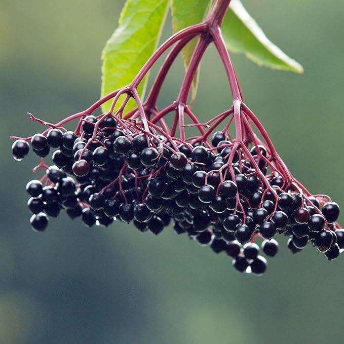YEGAOL Garden Elderberry Seeds 100Pcs Fruit Seeds Sambucus Nigra Shrub Woody Perennial Non-GMO Home Garden Backyard Plant