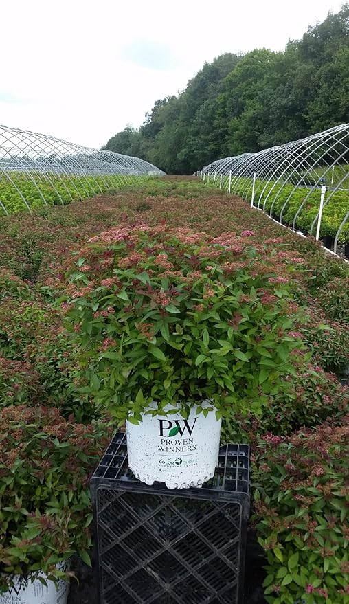 Proven Winners - Spiraea jap. Double Play Red (Spirea) Shrub, red flowers, #3 - Size Container