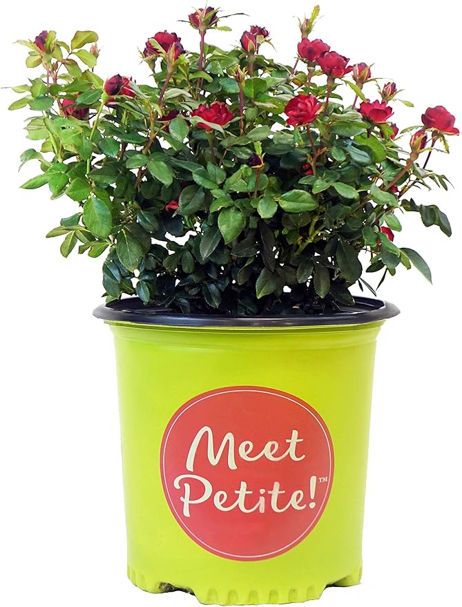 Green Promise Farms Rosa Petite Knock Out (Reblooming) Rose, 2-Size Container, deep red Flowers