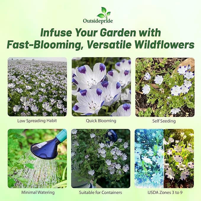 Outsidepride 1000 Seeds Annual Nemophila Five Spot Wild Flower Seeds for Planting