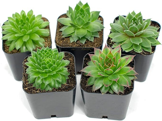 Succulent Plants | 5 Sempervivum Succulents | Rooted in Planter Pots with Soil | Real Live Indoor Plants | Gifts or Room Decor by Plants for Pets