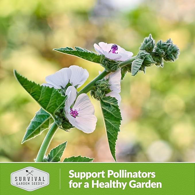 Marsh Mallow Seed for Planting - 1 Packet with Instructions to Plant and Grow Rare Medicinal Flowering Herbs in Your Home Vegetable Garden - Non-GMO Heirloom Variety - Survival Garden Seeds