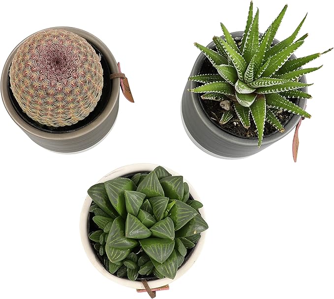 Succulents Plants Live in Plant Pot Set (3 Pack), Succulent Cactus Plants Live Plants, Indoor Plants Live Gardening Gifts for Plant Lovers, Live Succulents Plants Live Houseplants by Plants for Pets