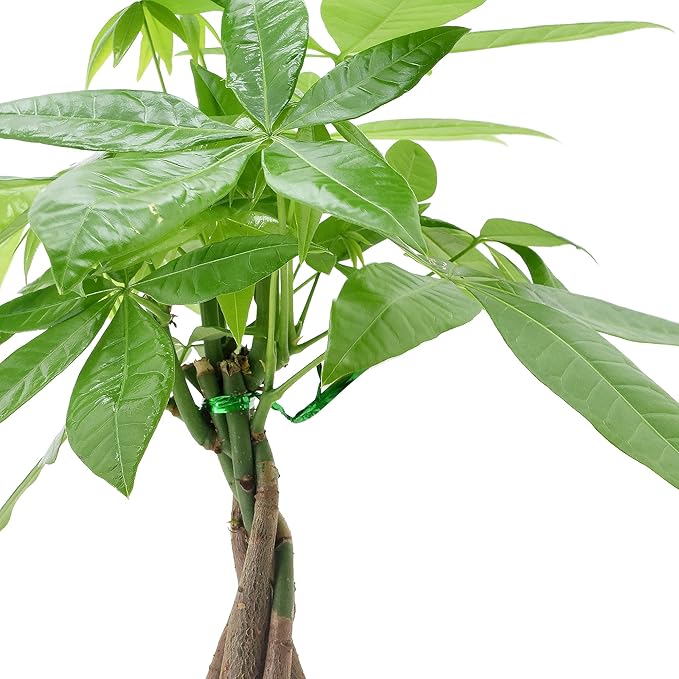 Arcadia Garden Products LV48 Money Tree, Live Indoor Plant in Speckled Splash Ceramic Planter for Home, Work, or Gift, Red