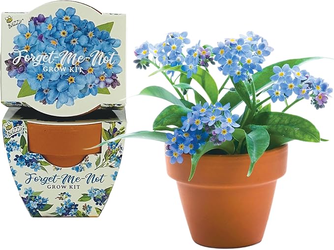 BUZZY Seeds Terracotta Mini Grow Pots | Herb, Plant, Flower Starter Kit for Kids & Adults | 12-Pack, Daydream Forget-Me-Not Flower | Guaranteed to Grow | Best Indoor Grow Your Own Plant