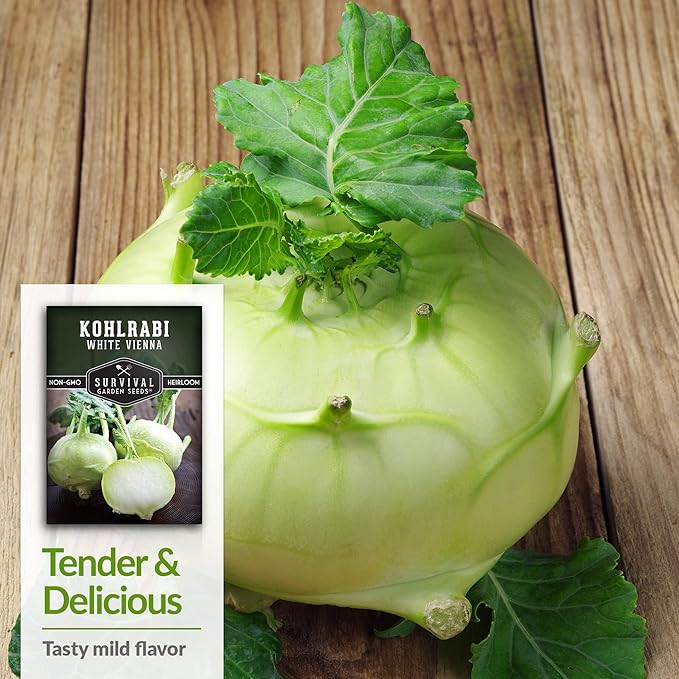 Survival Garden Seeds - White Vienna Kohlrabi Seed for Planting - 3 Packs with Instructions to Plant and Grow Unique Cruciferous Vegetables in Your Home Vegetable Garden - Non-GMO Heirloom Variety