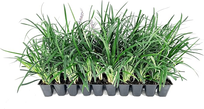 Liriope Super Blue | 3 Live Plants | Liriope muscari 'Super Blue' | Ornamental Ground Cover Plants | Shade-Tolerant Landscaping Perennial