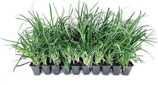 Liriope Super Blue | 30 Live Plants | Liriope muscari 'Super Blue' | Ornamental Ground Cover Plants | Shade-Tolerant Landscaping Perennial