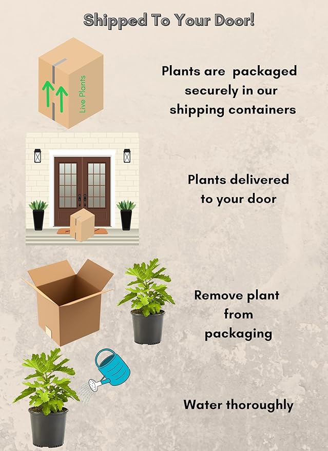 2.25 Gallon Fig Black Mission Fig Shrub