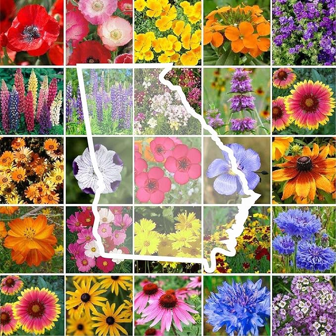 Eden Brothers Georgia Wildflower Mixed Seeds for Planting, 5 lb, 2,400,000+ Seeds with Cornflower, Cosmos, African Daisy | Attracts Pollinators, Plant in Spring or Fall, Zones 3, 4, 5, 6, 7, 8, 9, 10