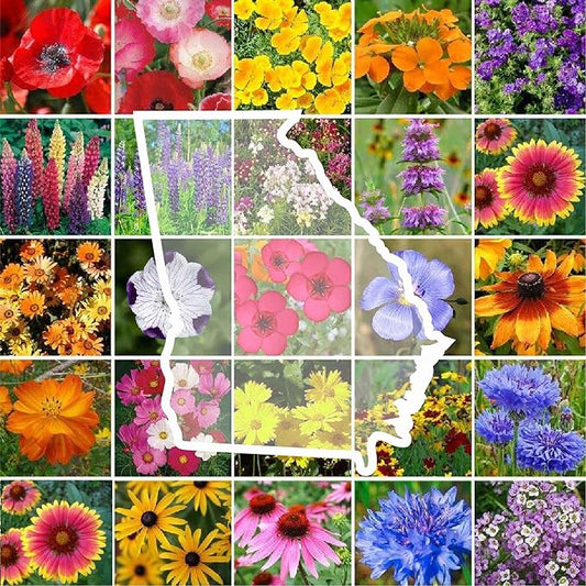 Eden Brothers Georgia Wildflower Mixed Seeds for Planting, 1 oz, 30,000+ Seeds with Cornflower, Cosmos, African Daisy | Attracts Pollinators, Plant in Spring or Fall, Zones 3, 4, 5, 6, 7, 8, 9, 10