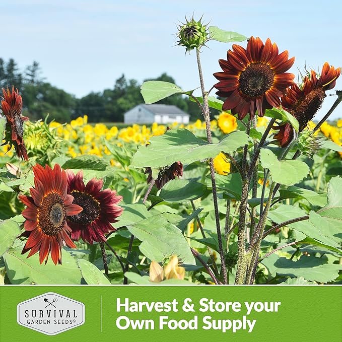 Survival Garden Seeds - Chocolate Cherry Sunflower Seed for Planting - 2 Packets with Instructions to Plant & Grow Burgundy Sunflowers in Your Vegetable & Flower Garden - Non-GMO Heirloom Variety