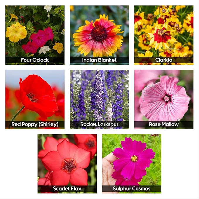 NatureZ Edge Wildflower Seeds Mix – 2 Oz, 85,000 Seeds, 35 Variety Perennial & Annual Flower Seeds to Plant Outside, Bulk Wildflower Seeds, Wild Flower, Semillas de Flores