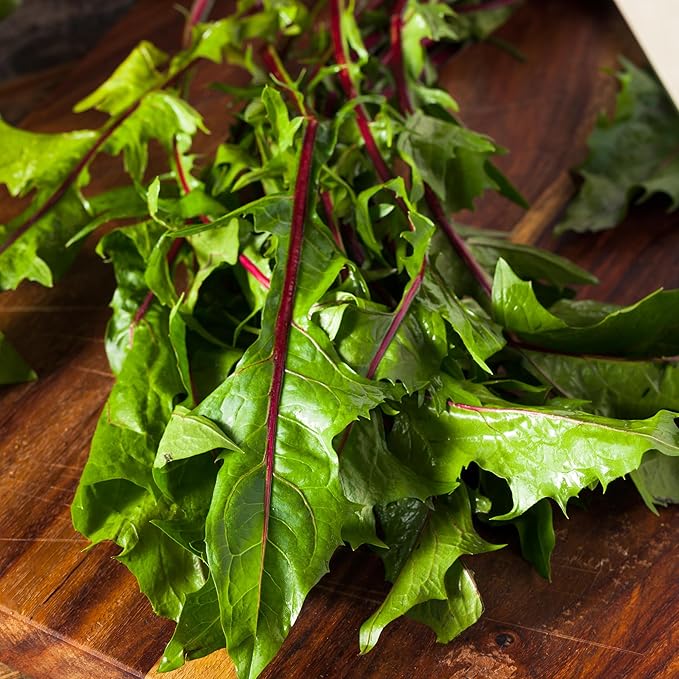 Seed Needs Garnet Stem Dandelion Seeds for Planting - Non-GMO, Heirloom & Untreated Edible Herbs - Organically Grow Your own Food for Tortoises, Rabbits & Bearded Dragons (5 Packs)