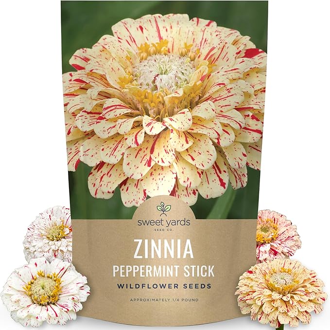 Zinnia Peppermint Stick - Bulk 1/4 Pound Pouch - 15,000 Flower Seeds for Planting - Zinnia elegans