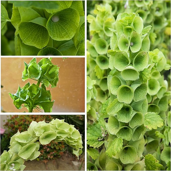 Seed Needs, Bells of Ireland Seeds - 400 Heirloom Seeds for Planting Molucella laevis - Green Bell Shaped Flowers, Perfect as a Cut Flower, Attracts Pollinators (1 Pack)