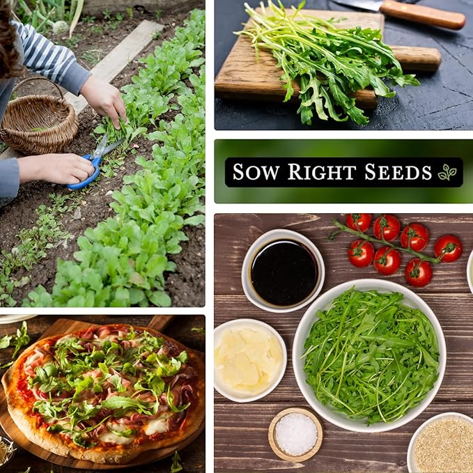 Sow Right Seeds - Arugula Seeds for Planting - Non-GMO Heirloom Seeds with Instructions to Plant a Home Vegetable Garden - Indoors, Hydroponics or Outdoors - Salad Greens - Grow Kitchen Herbs (3)