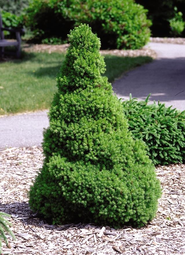 Picea glauca 'Conica' (Dwarf Alberta Spruce) Evergreen, #2 - Size Container