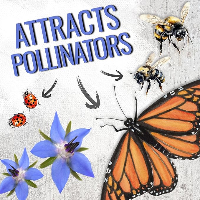 Seed Needs Blue Borage Seeds for Planting - Heirloom, Non-GMO & Untreated - Blue Star Flowers to Attract Bees, Butterflies & Other Pollinators (2 Packs)