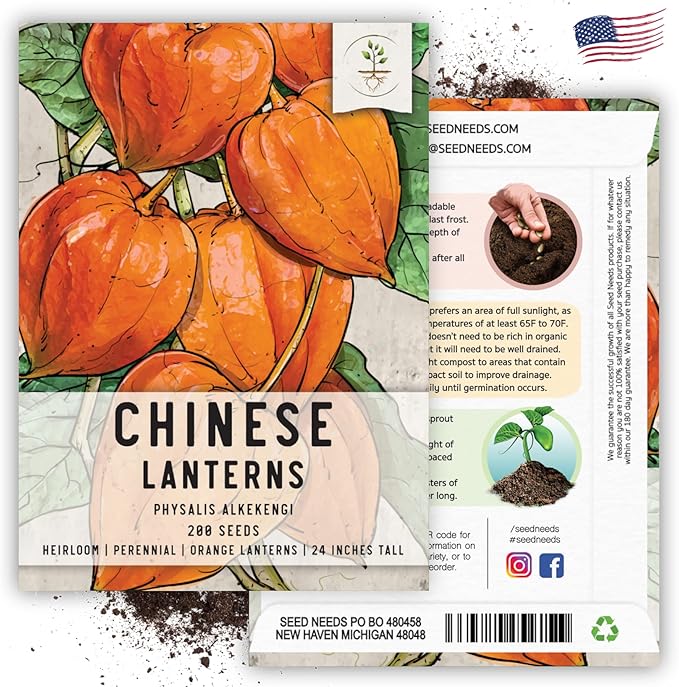 Seed Needs, Chinese Lantern Seeds - 200 Heirloom Seeds for Planting Physalis Alkekengi - Orange Ornamental Pods, Perfect for Pots & Containers (1 Pack)