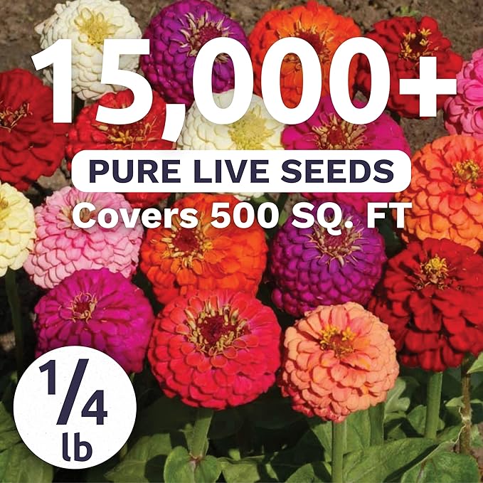 Zinnia Lilliput Mix - Bulk 1/4 Pound Pouch - 15,000 Flower Seeds for Planting - Zinnia elegans