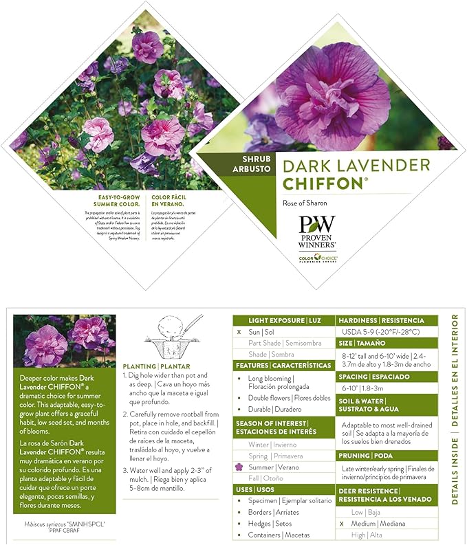 2 Gallon Proven Winners Hibiscus Dark Lavender Chiffon Shrub