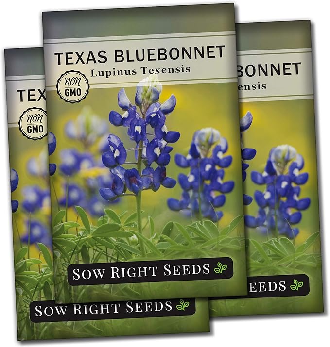 Sow Right Seeds - Texas Bluebonnet Seeds to Plant - Non-GMO Heirloom Seeds -Full Instructions for Planting - Beautiful Perennial Blue Blooms -Sweet Addition to Your Yard (3)