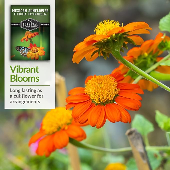 Survival Garden Seeds - Mexican Sunflower Seed for Planting - 5 Packs with Instructions to Plant and Grow Tithonia Rotundifolia in Your Home Vegetable or Flower Garden - Non-GMO Heirloom Variety